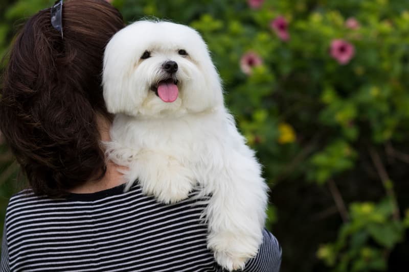 Criadero de perros en A Coruña