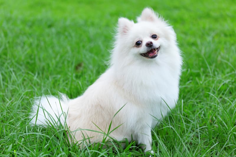 Pomerania