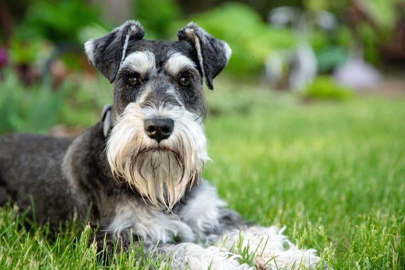 Schnauzer