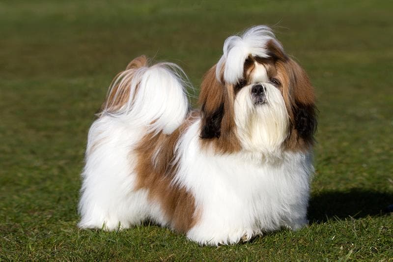 Shih Tzu